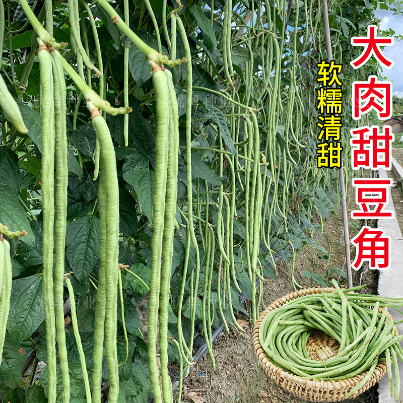 猪仔豆豇豆种子大肉甜豆角早熟荚粗肉厚耐老软糯香甜