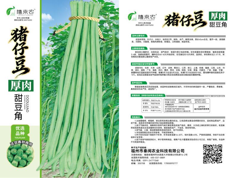 猪仔豆豇豆种子大肉甜豆角早熟荚粗肉厚耐老软糯香甜