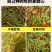猪仔豆豇豆种子大肉甜豆角早熟荚粗肉厚耐老软糯香甜