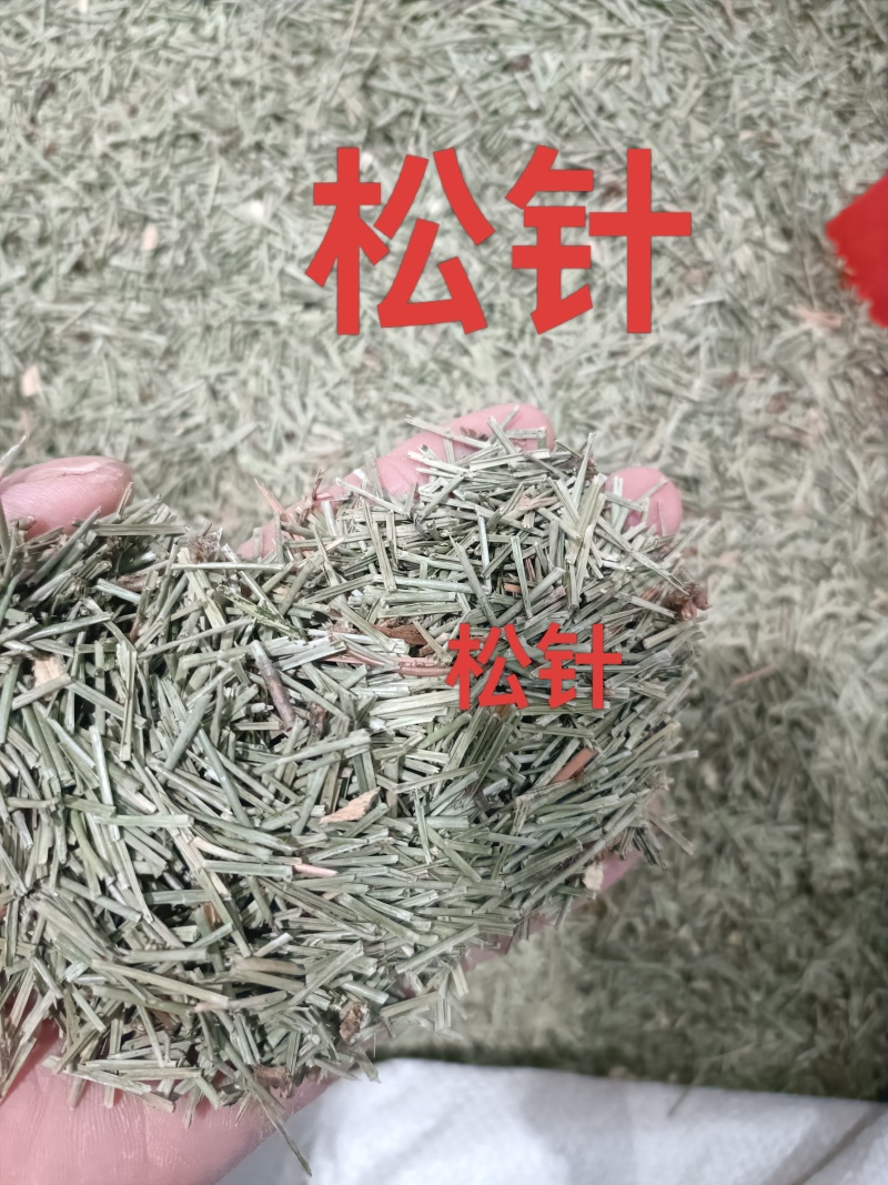 松针，中药材松针新货色青质量保证价格优惠欢迎咨询购买