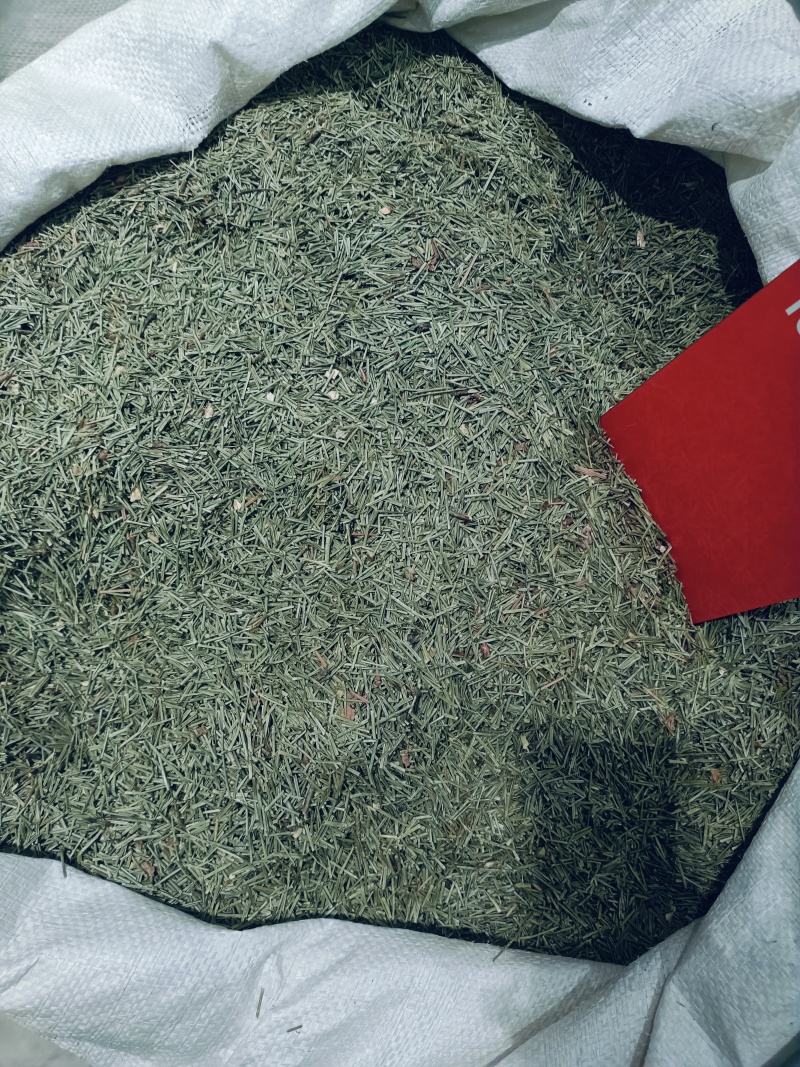 松针，中药材松针新货色青质量保证价格优惠欢迎咨询购买