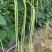 猪仔豆豇豆种子大肉甜豆角早熟荚粗肉厚耐老软糯香甜