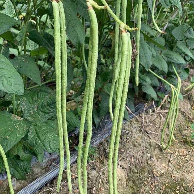 猪仔豆豇豆种子大肉甜豆角早熟荚粗肉厚耐老软糯香甜