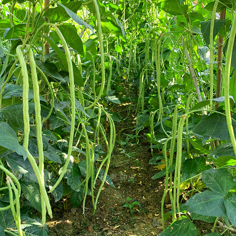 猪仔豆豇豆种子大肉甜豆角早熟荚粗肉厚耐老软糯香甜