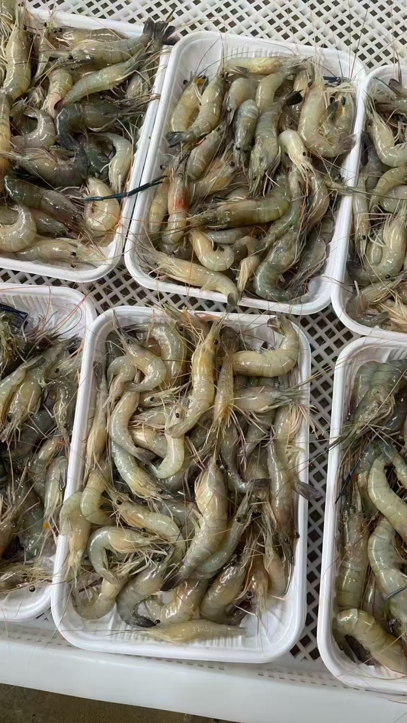 罗氏沼虾1斤40/50粒