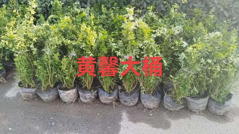 黄馨