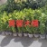 黄馨
