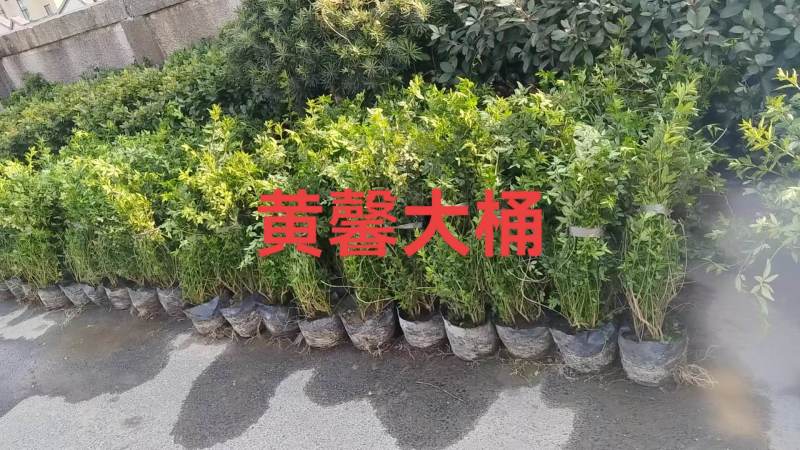 黄馨