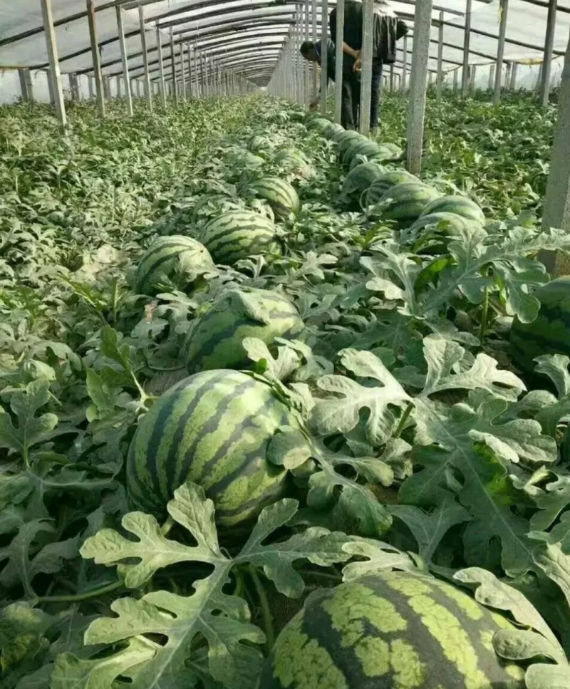 【实力商家】甜王西瓜头茬甜度高皮薄多汁对接全国市场
