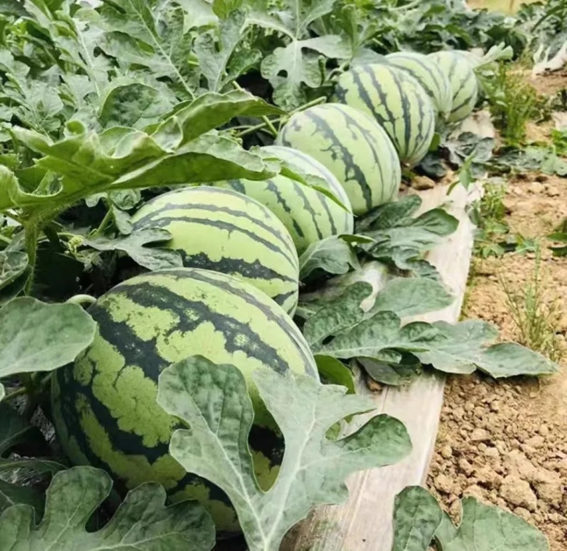 【实力商家】甜王西瓜头茬甜度高皮薄多汁对接全国市场