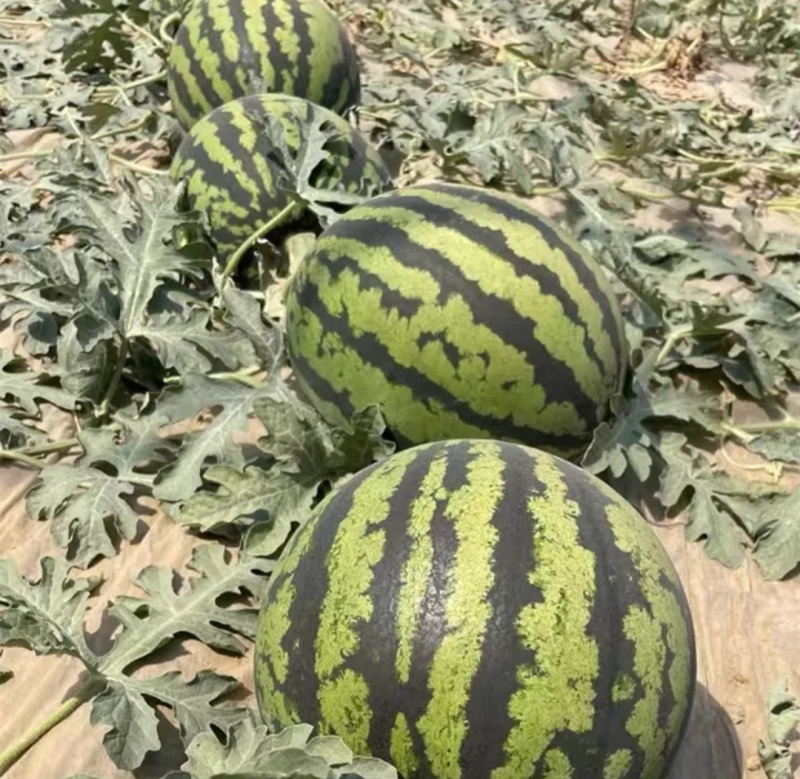 【实力商家】甜王西瓜头茬甜度高皮薄多汁对接全国市场