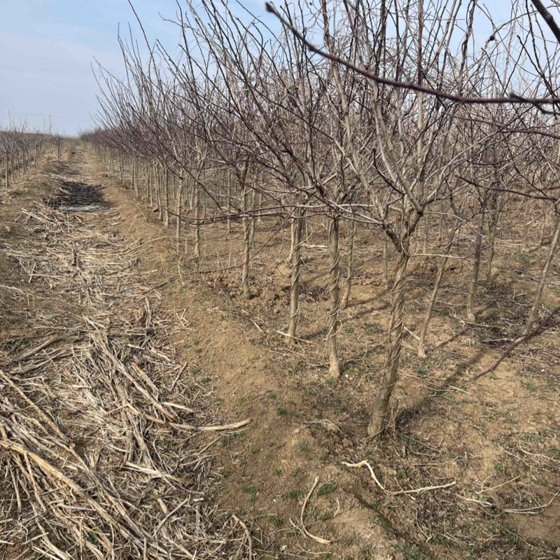 山楂树