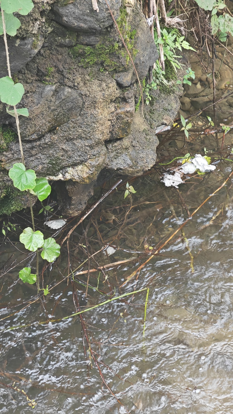 贵州钩藤苗剑河钩藤苗