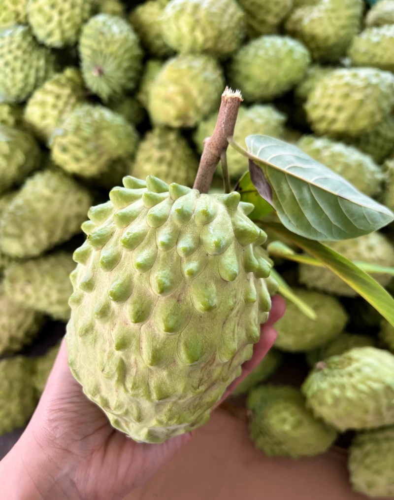 释迦果源头