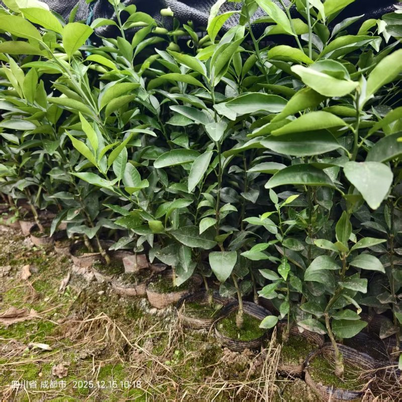 柑橘苗[爱媛46号]又名阿密达，黄美人红美人象山青均有货