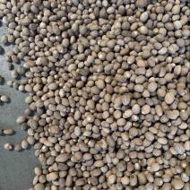 玉果肉豆蔻今年新货个头大无虫眼沉水果