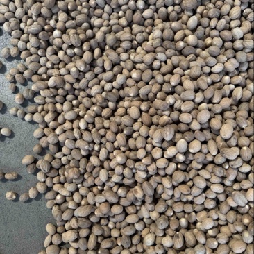 玉果肉豆蔻今年新货个头大无虫眼沉水果