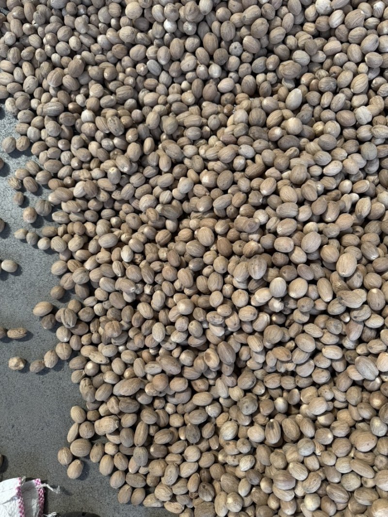 玉果肉豆蔻今年新货个头大无虫眼沉水果