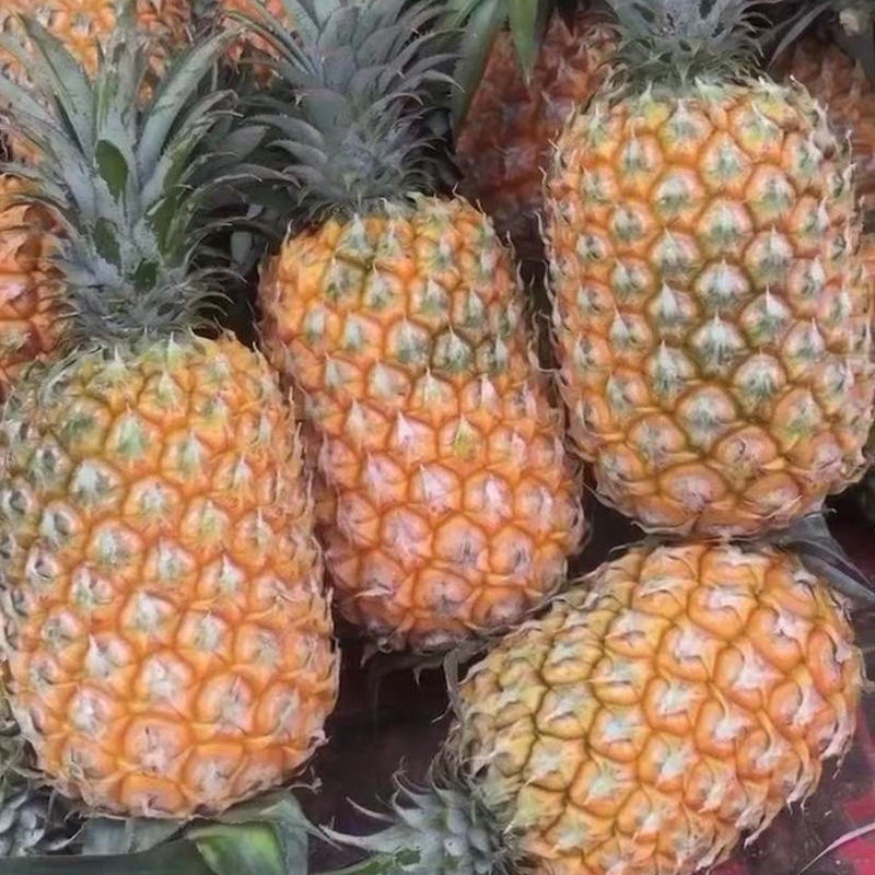 海南凤梨