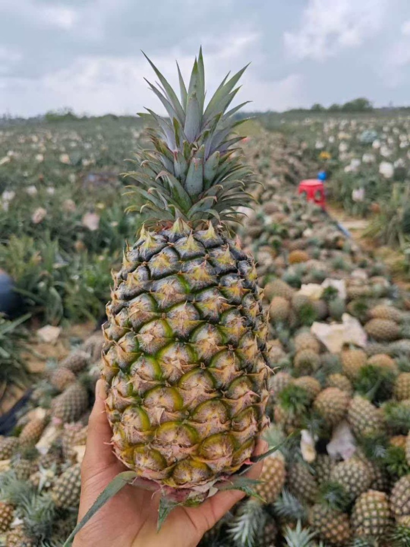海南凤梨