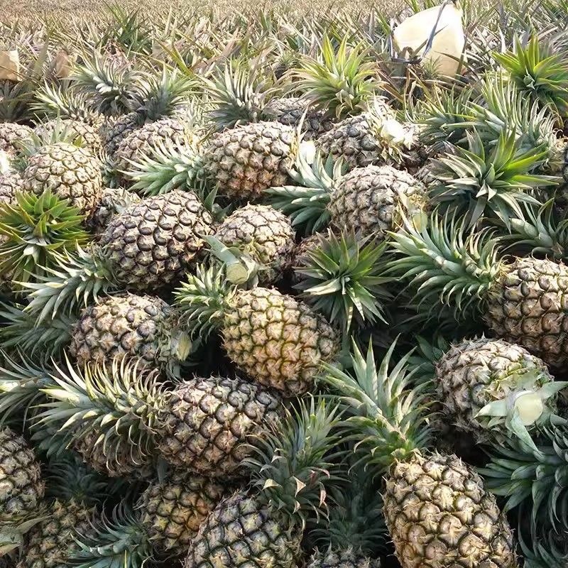 海南凤梨
