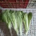 毛白菜苔、小白菜苔各种规格齐全产地直供欢迎电话咨询