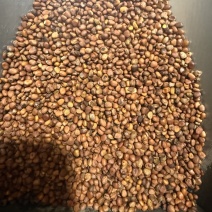 安国中药材批发炒莱菔子，炒