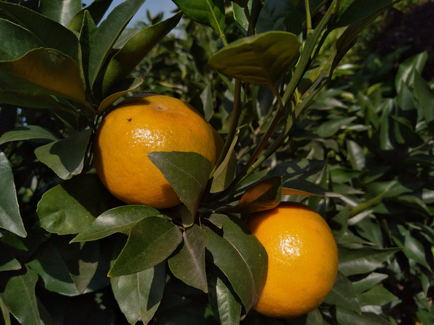 自家种植沃柑，水分足，甜度合适，可单件，数量大，可批发