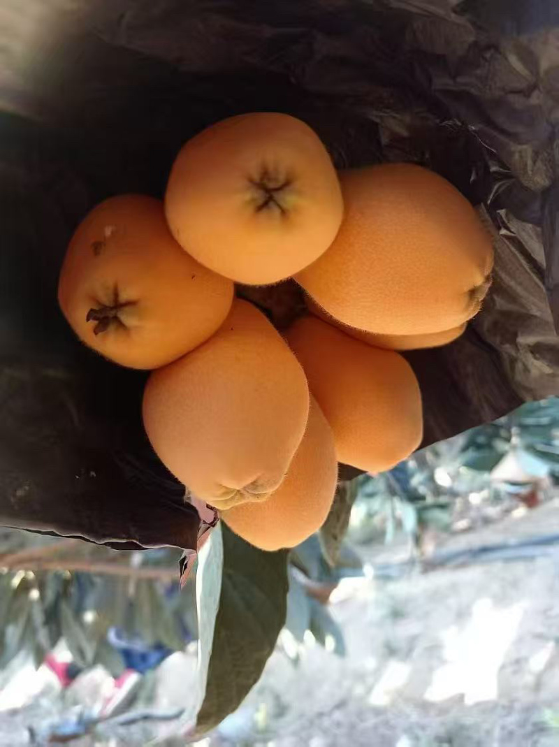 攀枝花枇杷大量上市，一手货源，***********