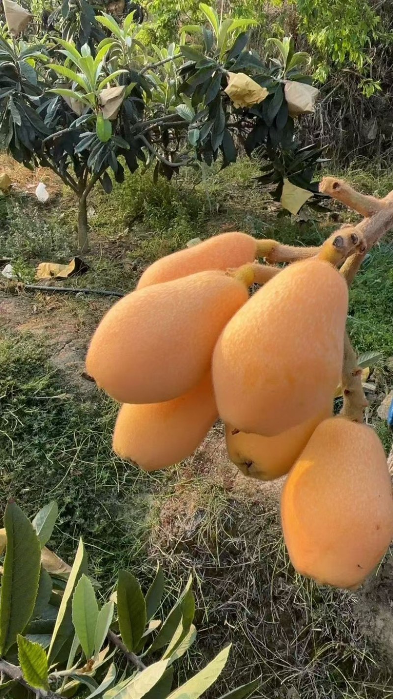 攀枝花枇杷大量上市，一手货源，***********