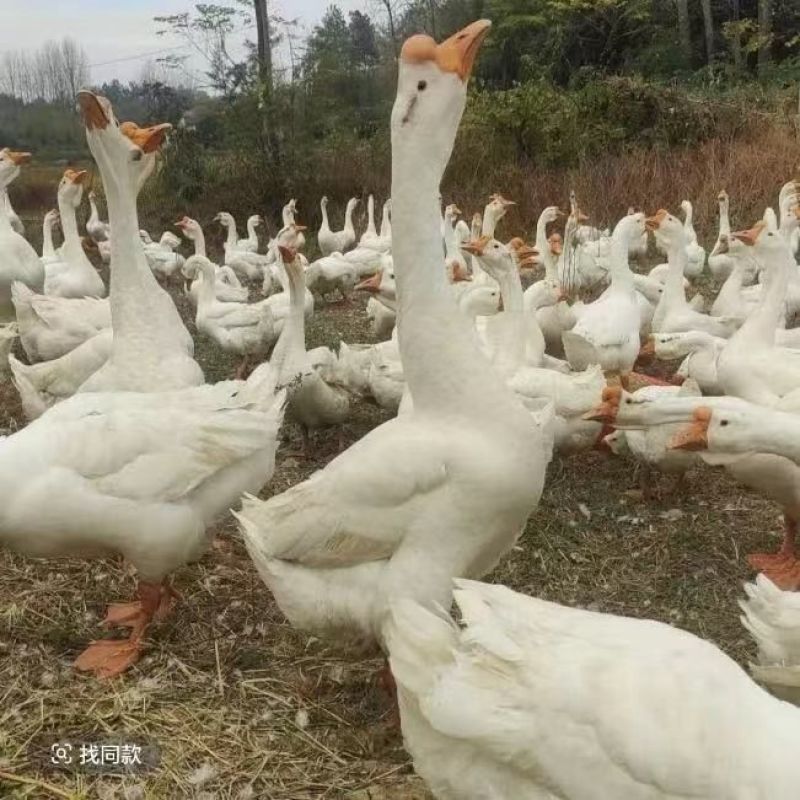 鹅苗白鹅苗三花鹅苗皖西大白鹅五龙鹅苗厂家直销