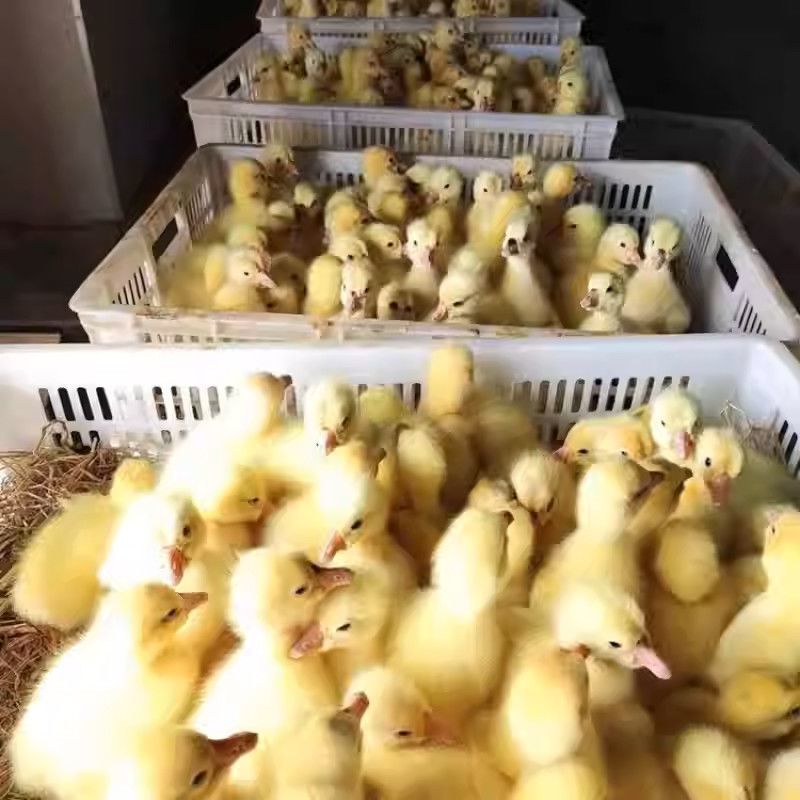 鹅苗白鹅苗三花鹅苗皖西大白鹅五龙鹅苗厂家直销