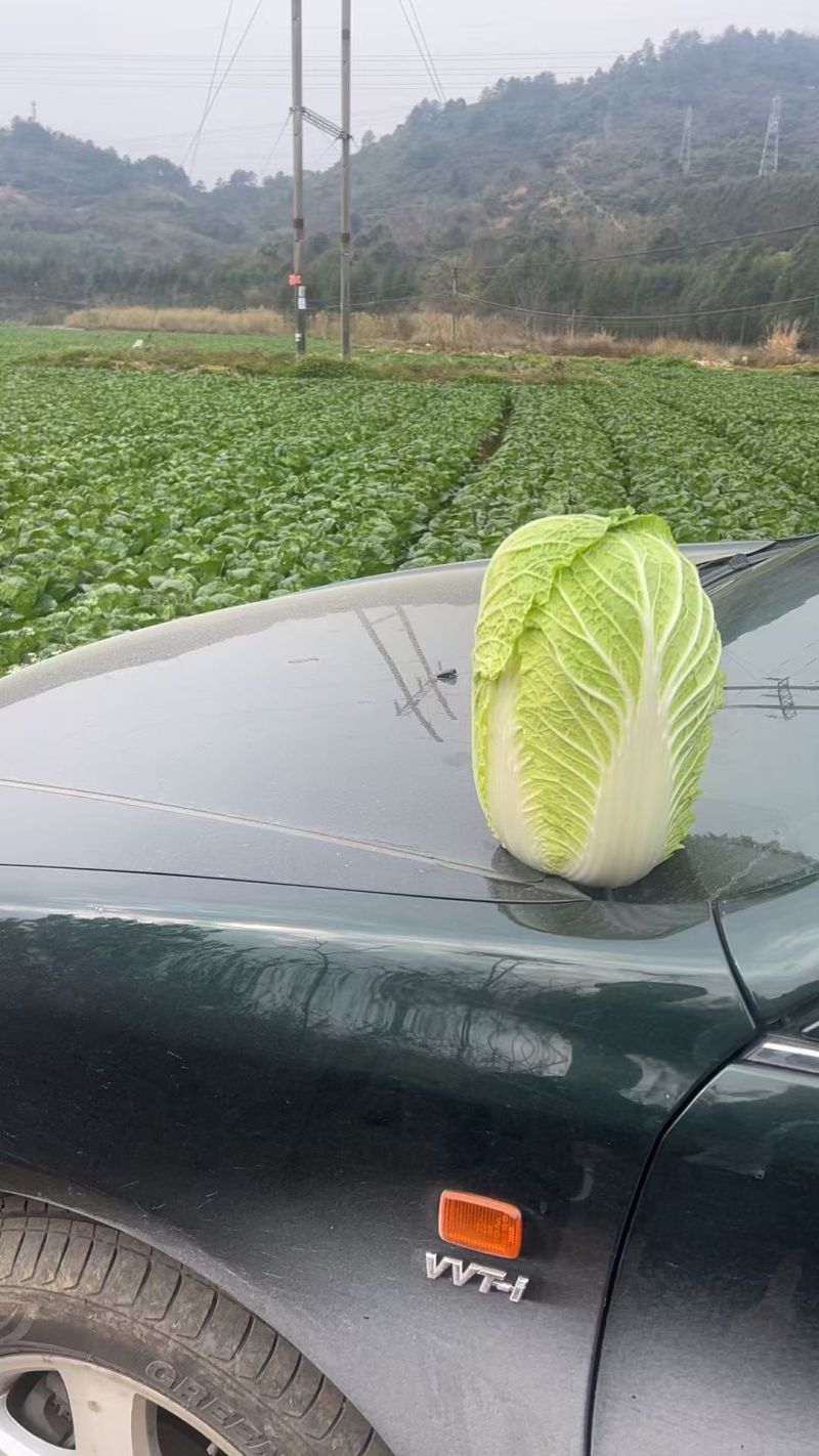 精品黄心大白菜