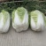 精品黄心大白菜