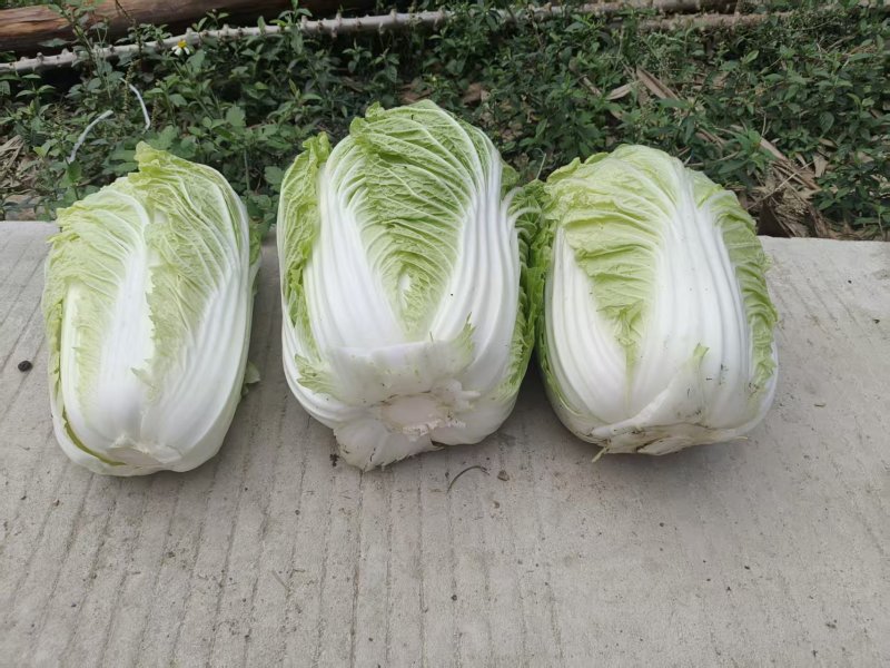 精品黄心大白菜