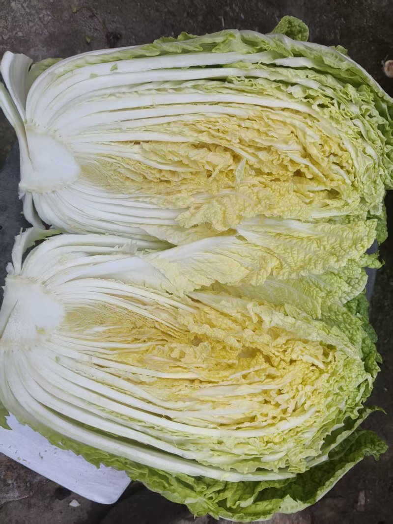 精品黄心大白菜