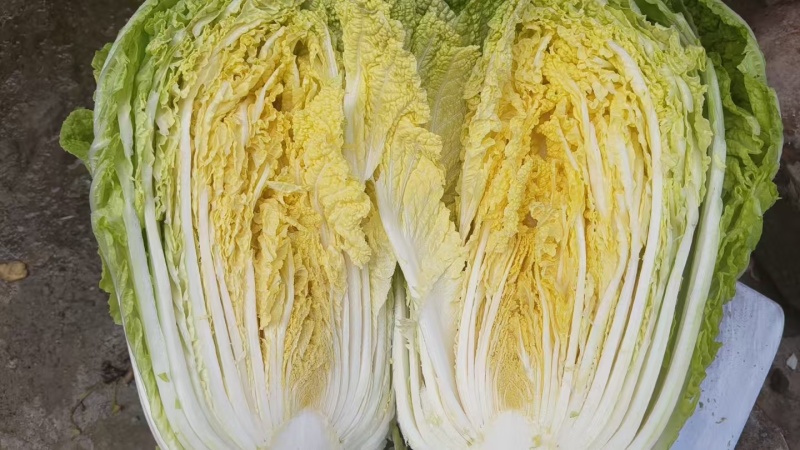 精品黄心大白菜