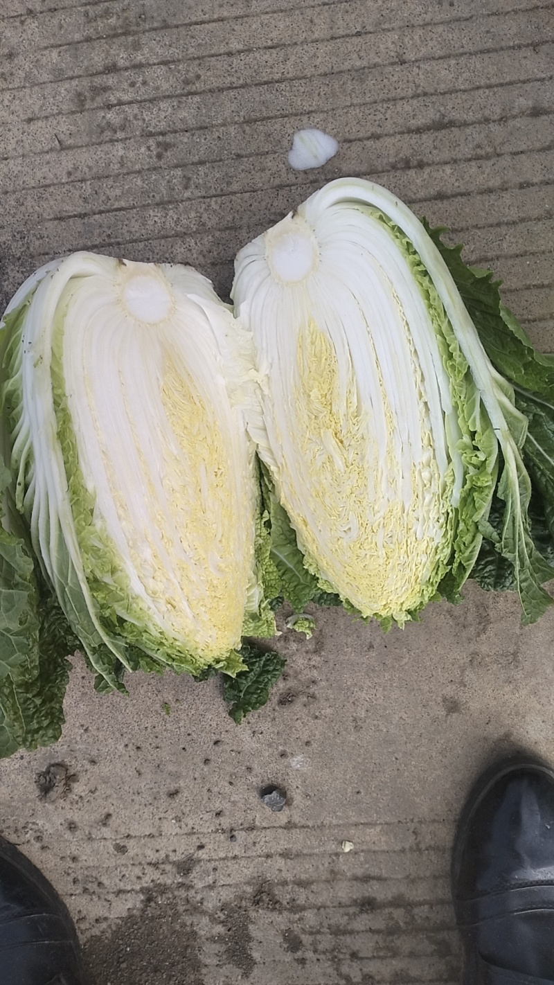 精品黄心大白菜