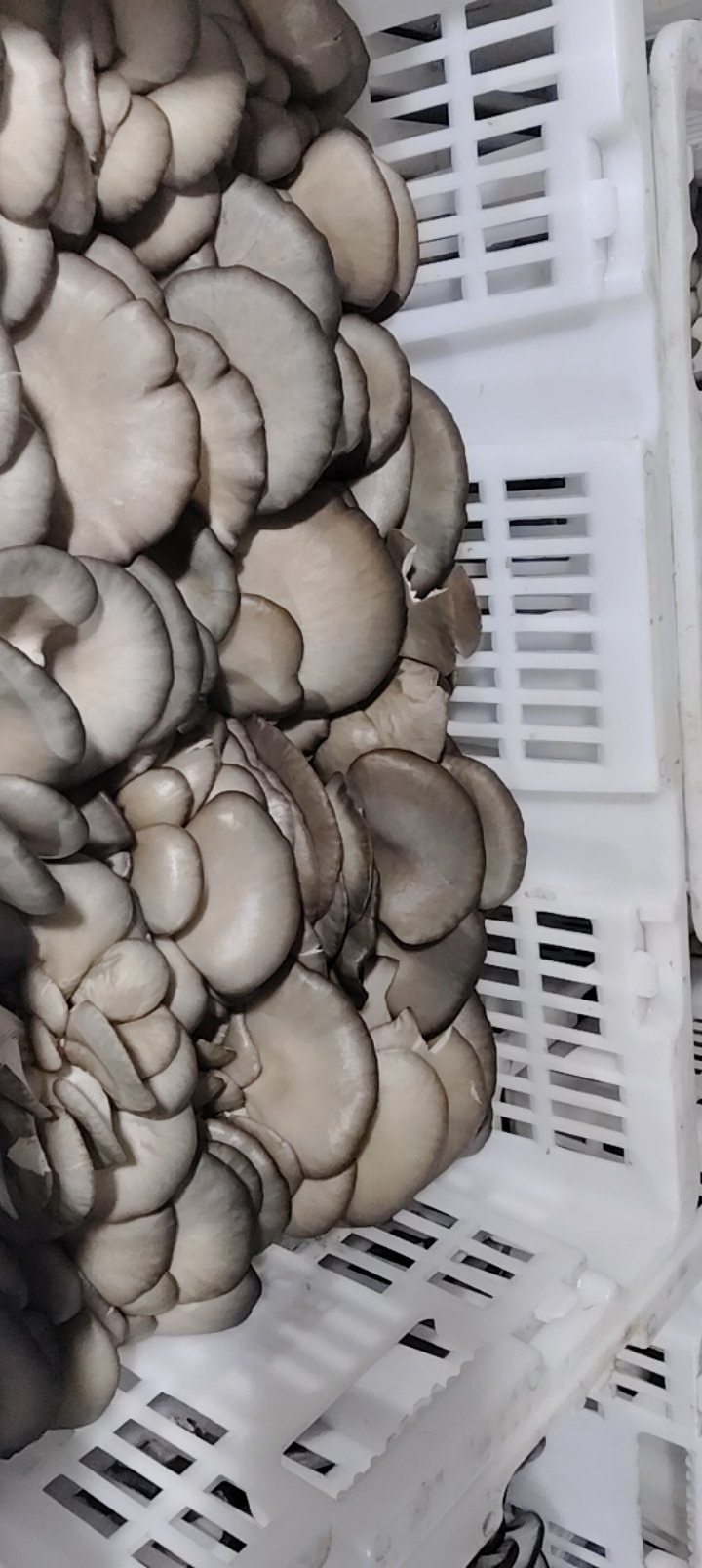 鲜平菇
