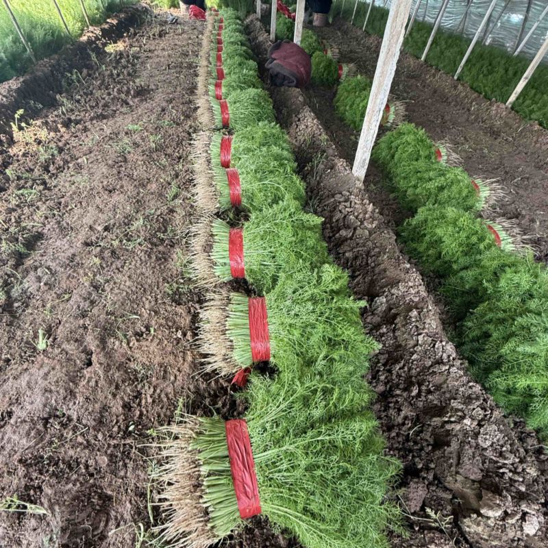 茴香大量上市，产地一手货源，可视频看货，对接全国市场电商
