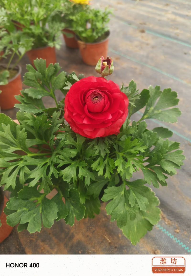 芹叶牡丹，又称花毛茛，是春季观赏价值较高的多年生草本花卉