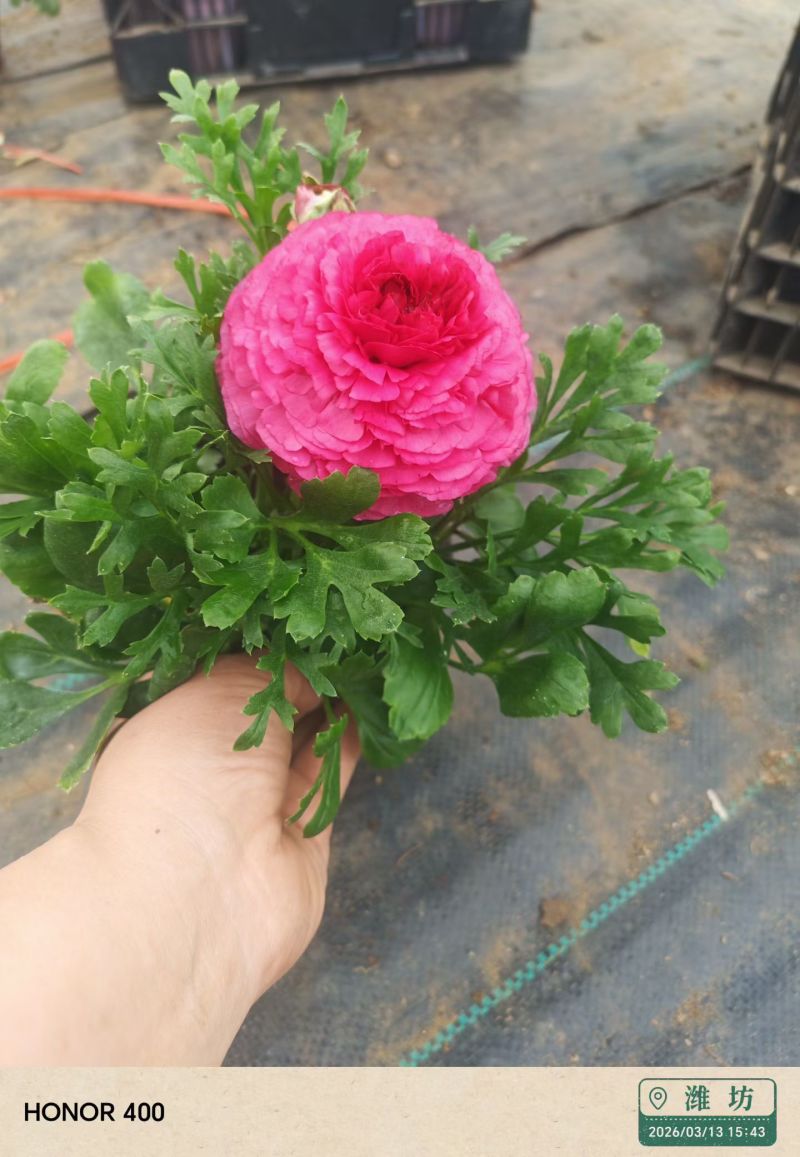 芹叶牡丹，又称花毛茛，是春季观赏价值较高的多年生草本花卉