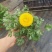芹叶牡丹，又称花毛茛，是春季观赏价值较高的多年生草本花卉