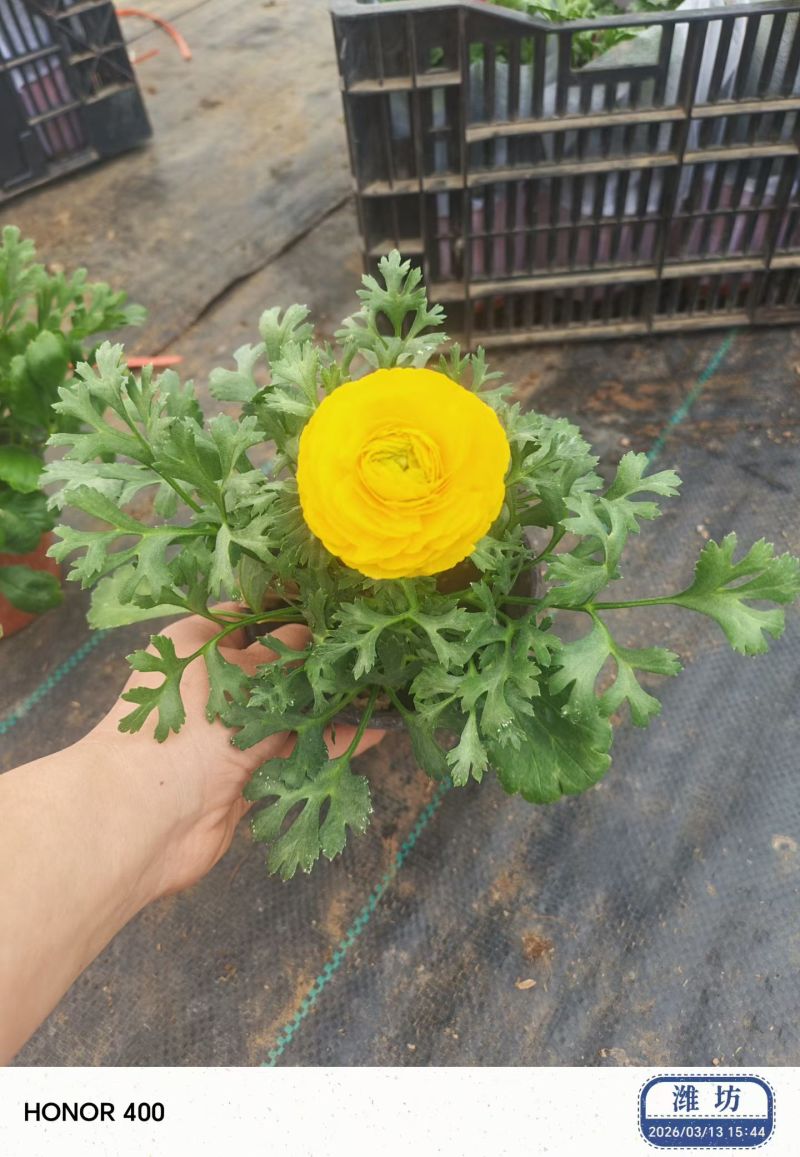 芹叶牡丹，又称花毛茛，是春季观赏价值较高的多年生草本花卉