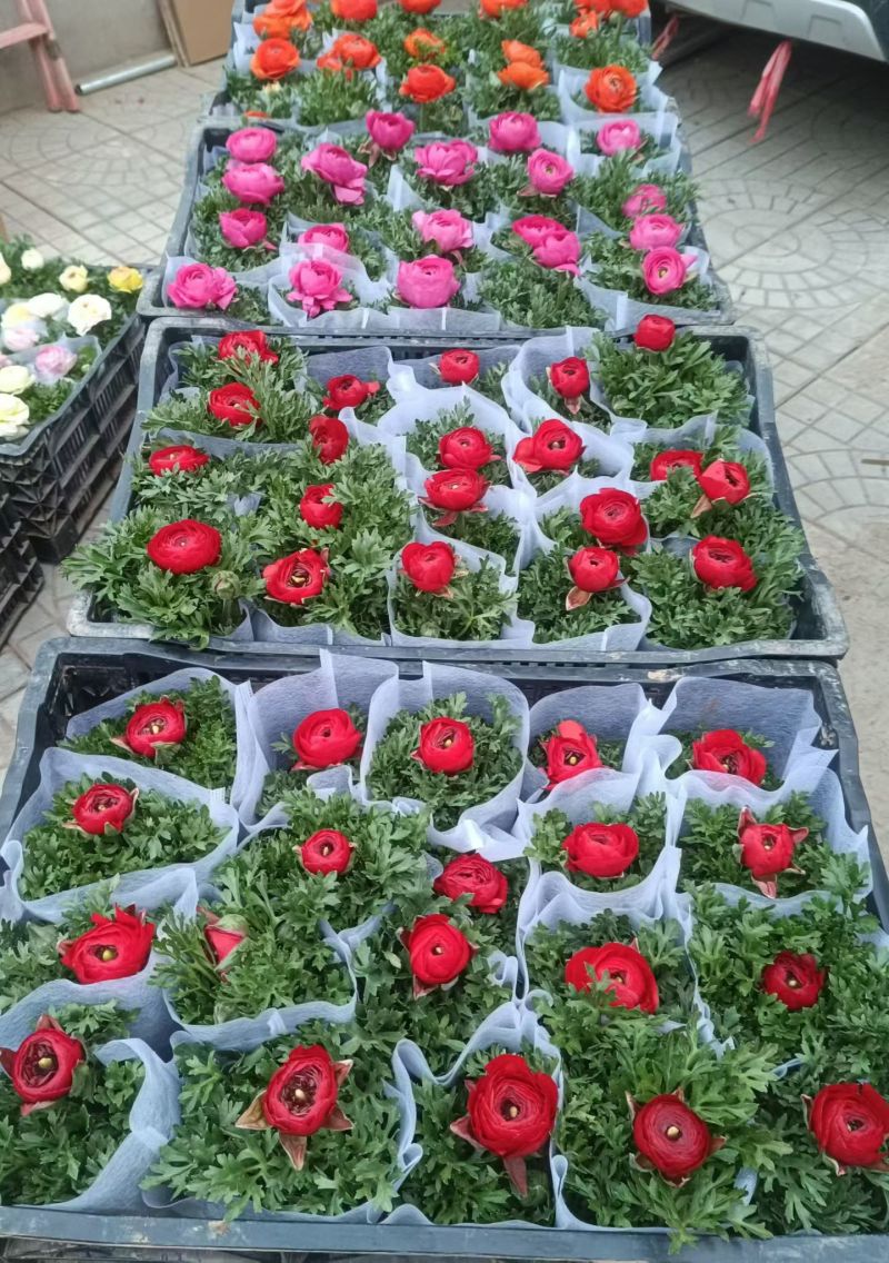 芹叶牡丹，又称花毛茛，是春季观赏价值较高的多年生草本花卉