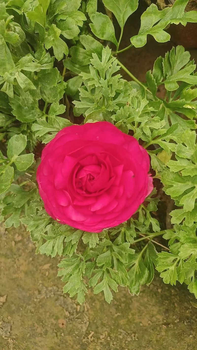 芹叶牡丹，又称花毛茛，是春季观赏价值较高的多年生草本花卉