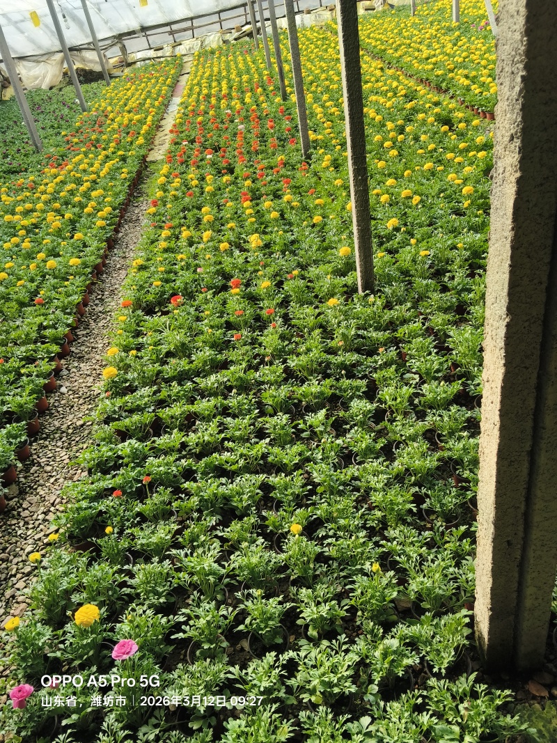芹叶牡丹，又称花毛茛，是春季观赏价值较高的多年生草本花卉