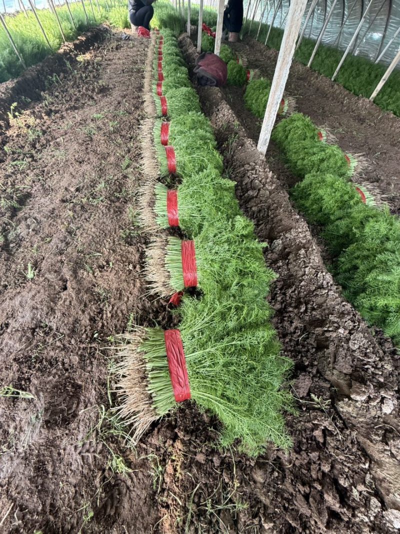 茴香大量上市，产地一手货源，可视频看货，对接全国市场电商
