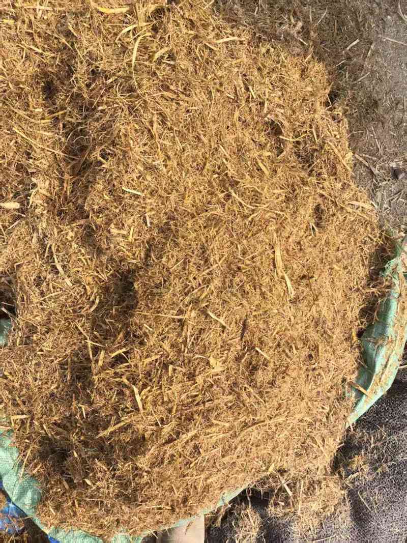 甘蔗叶黄储饲料