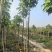 澳洲火焰木2-3-4公分出售自家货源基地直销